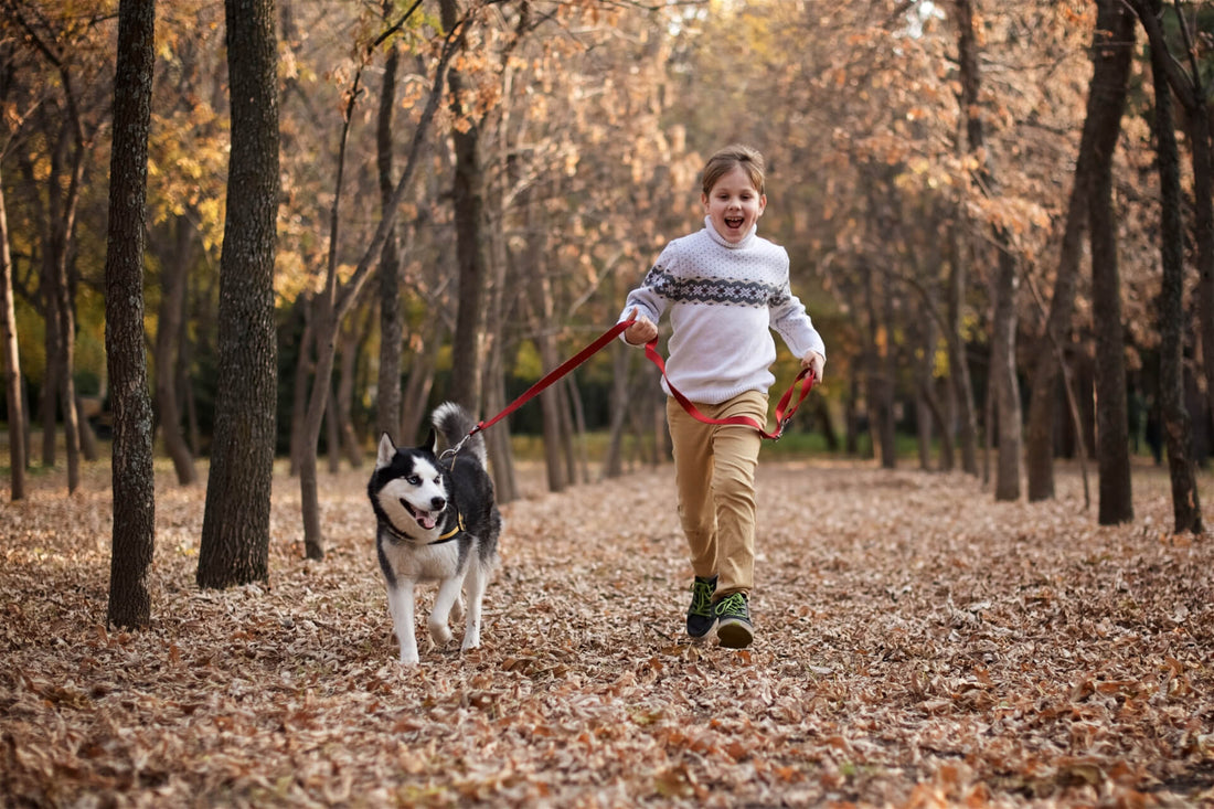 Celebrate National Walk Your Dog Day on February 22 Boost Your Health and Happiness Together