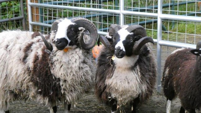 Honoring National Justice for Animals Week and Its Impact on Animal Welfare