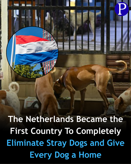 The Netherlands’ Journey to Zero-Stray-Dog Streets