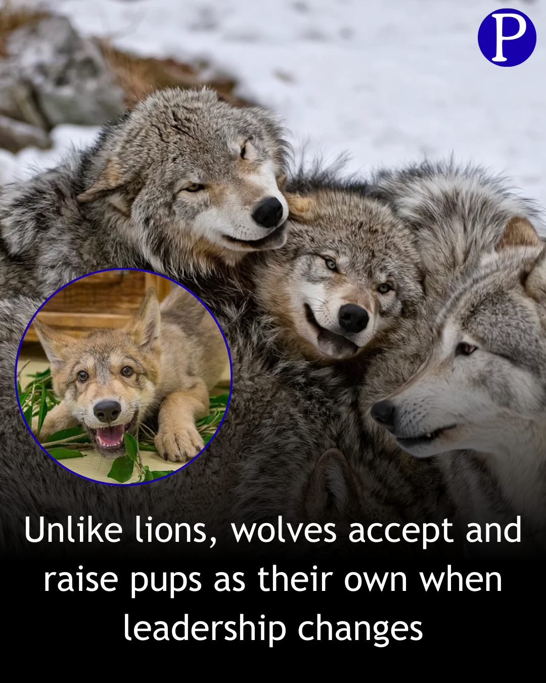 How Wolves Show the Power of Acceptance and Collective Strength