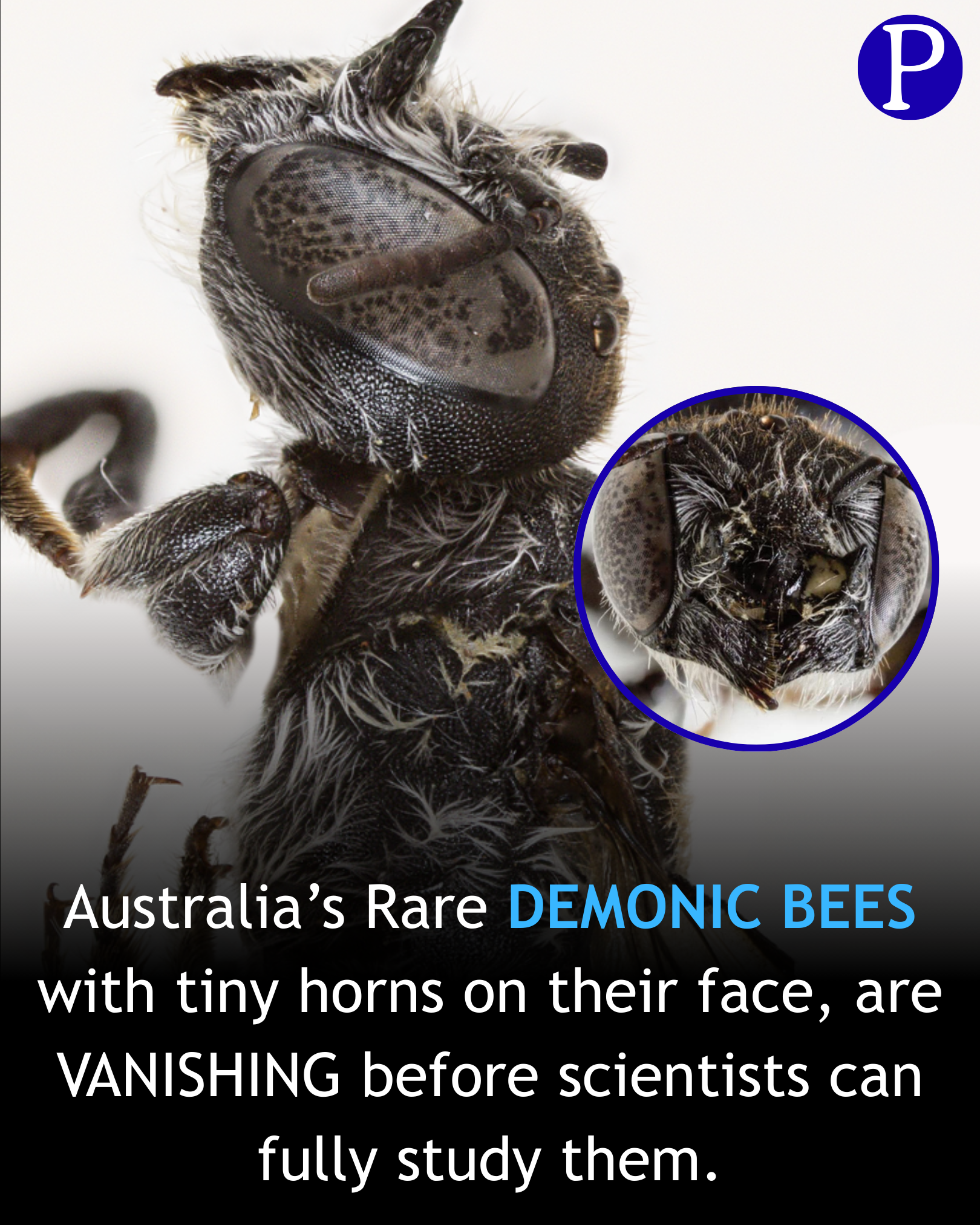 The Demonic Bees of Australia