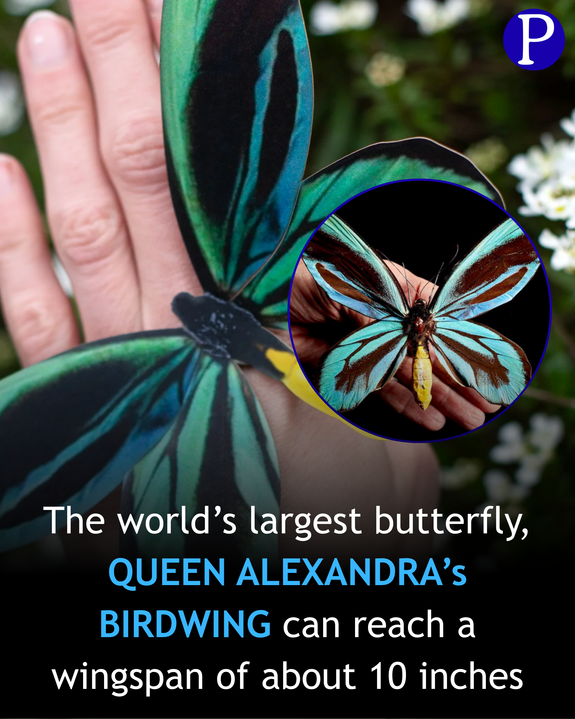 Queen Alexandra's birdwing Largest butterfly in the World